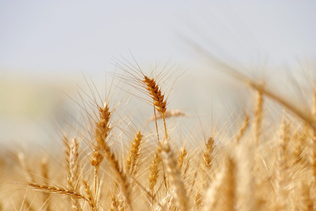 wheat, bread, cereal-3120580.jpg